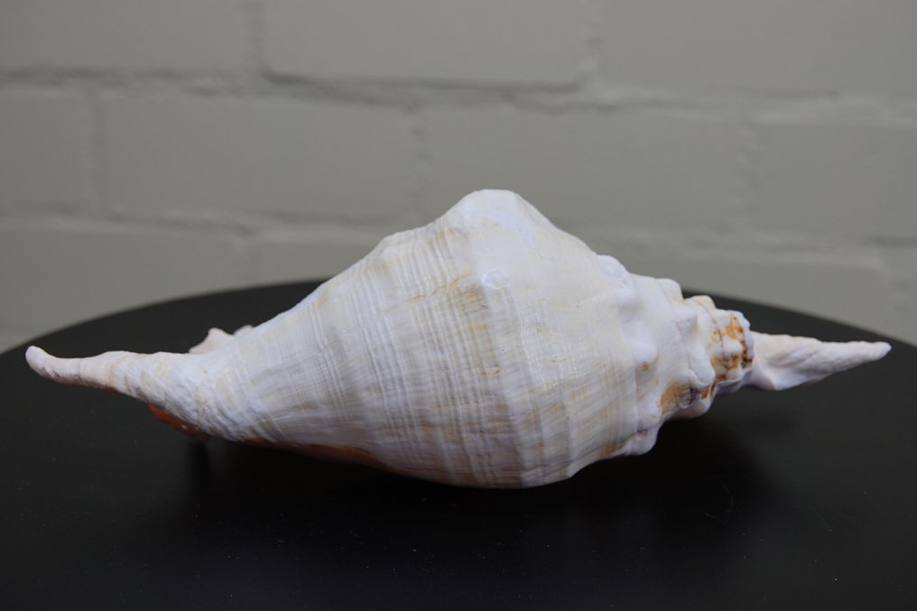 Chiragra Spider Conch 蜆 - Lambis chiragra  (沒有保留價) #4.3