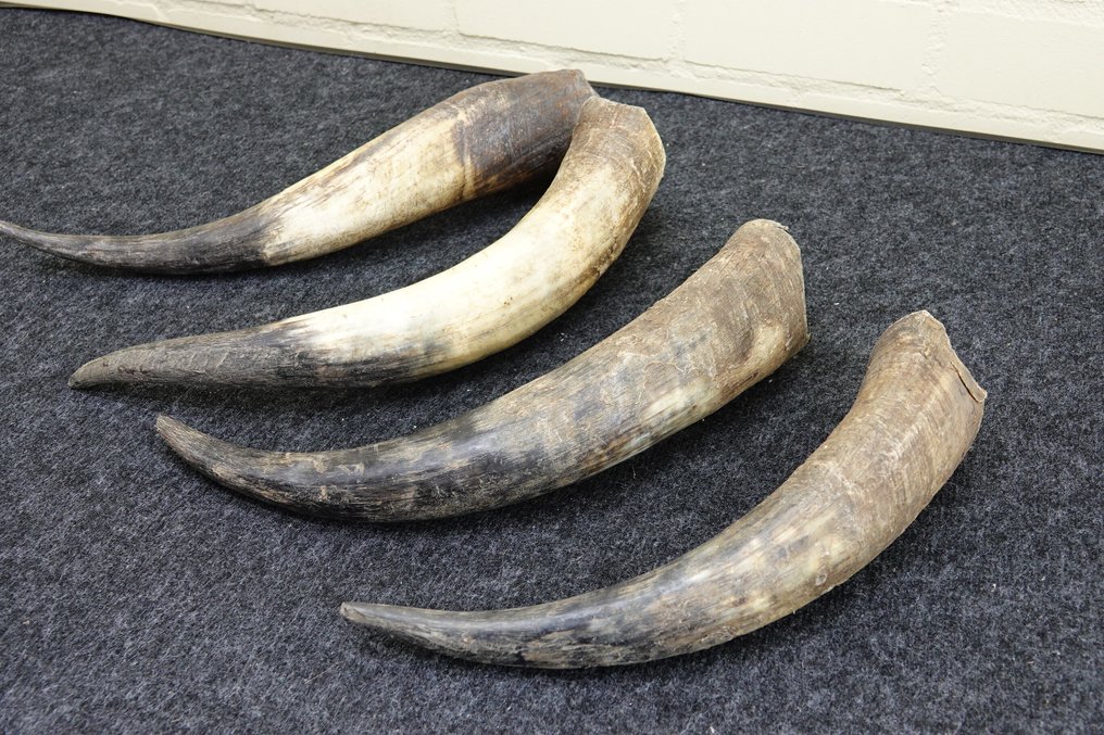 非洲瓦图西角 鹿角 - Bos taurus watusi - 70 cm - 0 cm - 46 cm- 非《瀕臨絕種野生動植物國際貿易公約》物種 -  (4) #4.3