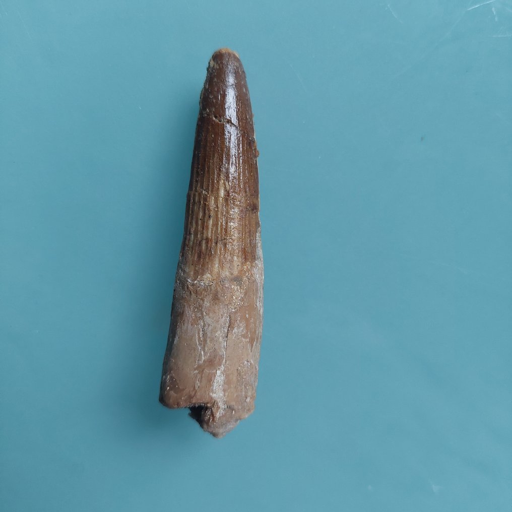 Δεινόσαυρος - Απολιθωμένο δόντι - Spinosaurus aegyptiacus - 75 mm - 18 mm  (χωρίς τιμή ασφαλείας) #2.1