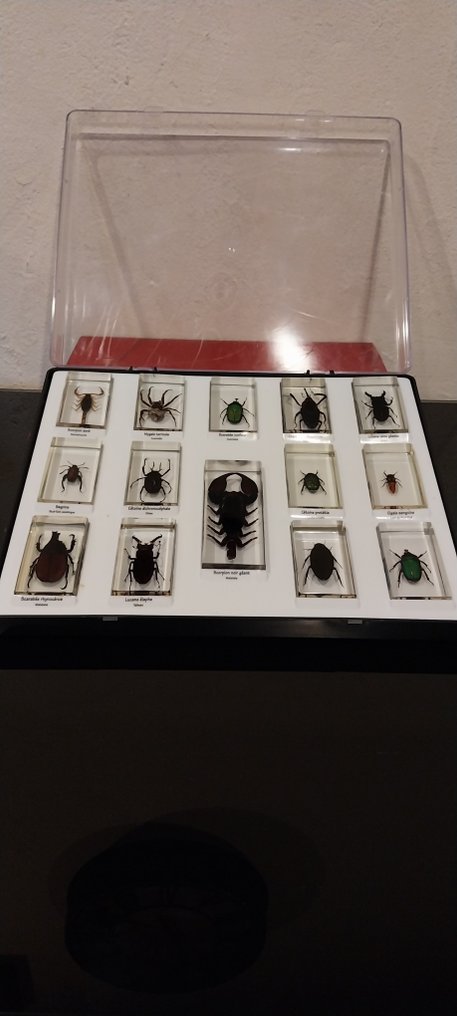 Scorpions - Diorama Inclusions insectes Scorpion - 1980-1990 - Francia #1.0