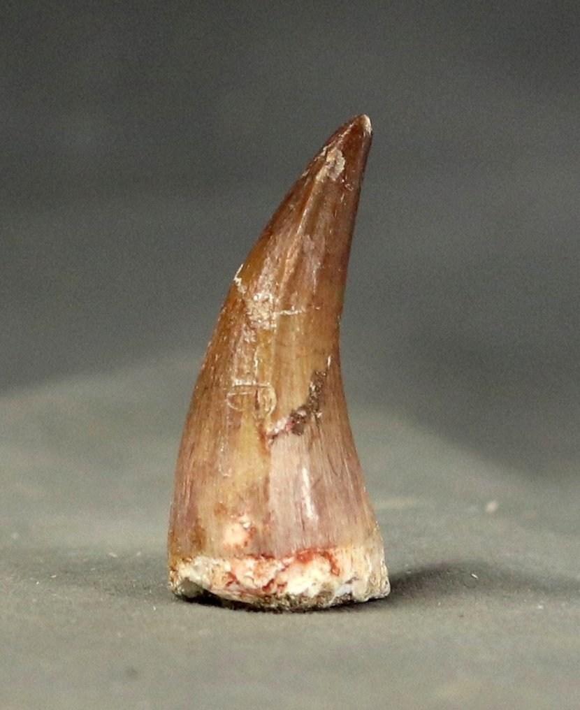 优质的海龙兽牙齿 - 牙齿化石 - Mosasaurus beaugei - 4.4 cm  (没有保留价) #1.0