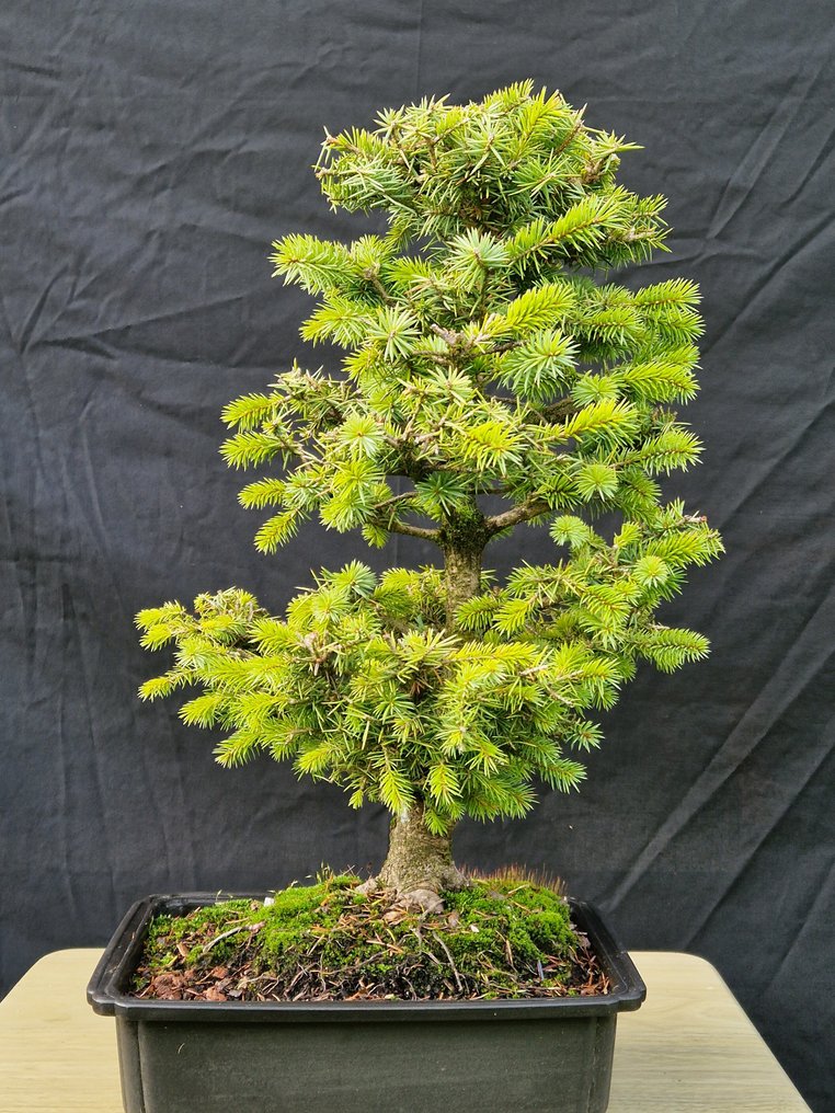 Πικέα μπονσάι (Picea) - Ύψος (Δέντρο): 45 cm - Βάθος (Δέντρο): 37 cm - Γαλλία #3.2