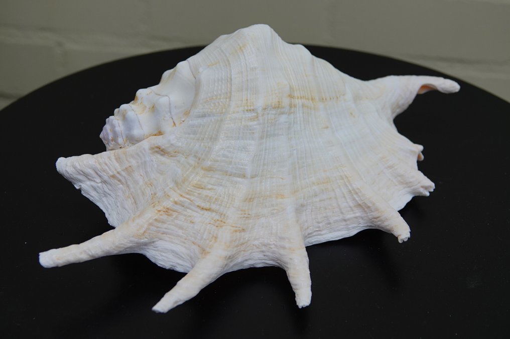 Chiragra Spider Conch 蛤 - Lambis chiragra  (没有保留价) #1.0