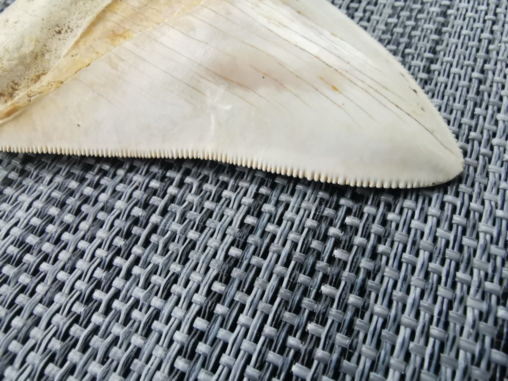 Megalodon - Fossil tand - 7 cm #4.3