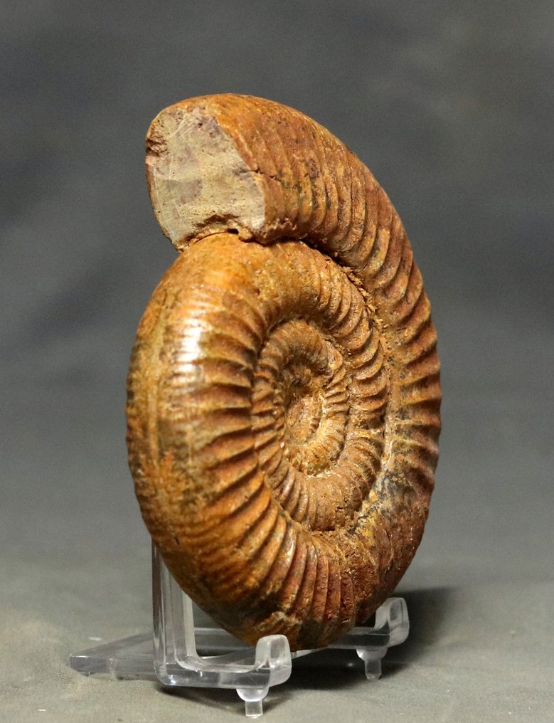 精美的菊石，两侧保存完好 - 動物化石 - Binatisphinctes ankazoabensis (Collignon ) - 11 cm  (沒有保留價) #4.3