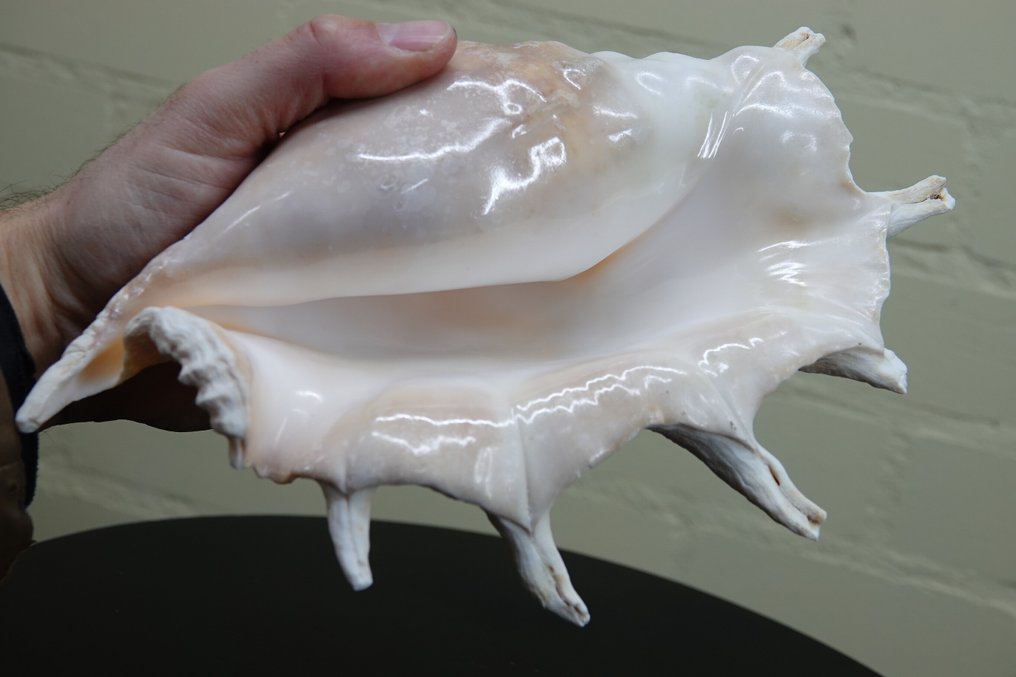 Chiragra Spider Conch Αχιβάδα - Lambis chiragra  (χωρίς τιμή ασφαλείας) #1.0