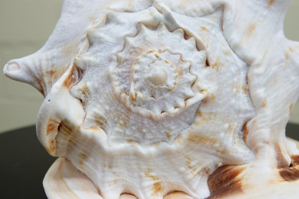 角盔 蜆 - Cassis cornuta  (沒有保留價) #2.1