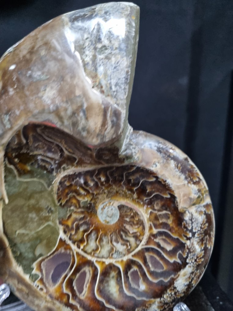 极大号的菊石碗，具有美丽的图案。 - 動物化石 - Aioloceras (Cleoniceras) sp - 164 mm - 135 mm  (沒有保留價) #3.2