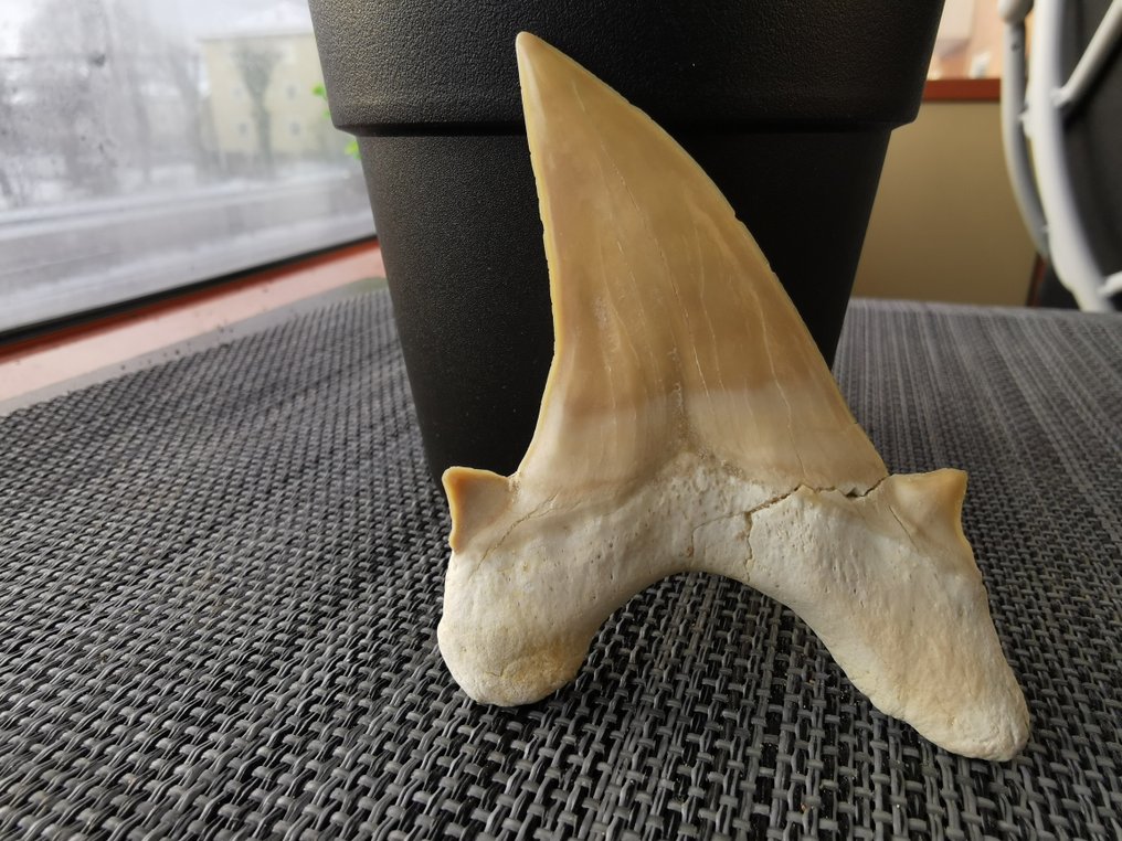 Καρχαρίας - Απολιθωμένο δόντι - otudus obliqus - 8.2 cm  (χωρίς τιμή ασφαλείας) #3.2