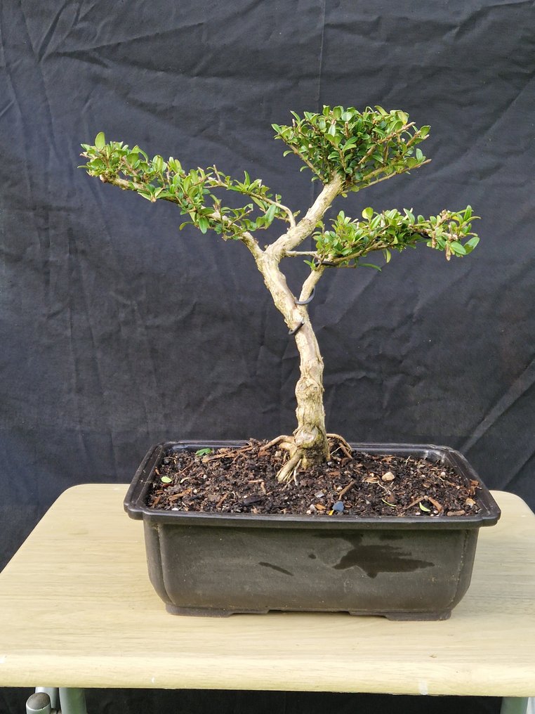Bonsaï Lonicera Nitida - Ύψος (Δέντρο): 30 cm - Βάθος (Δέντρο): 30 cm - Γαλλία #1.0