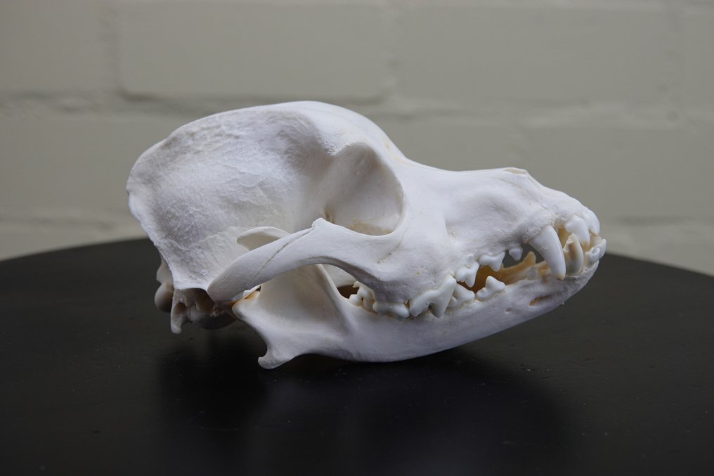 Οικιακός σκύλος Κρανίο - Canis l. familiaris - 0 cm - 0 cm - 14.5 cm -  (1) #1.0