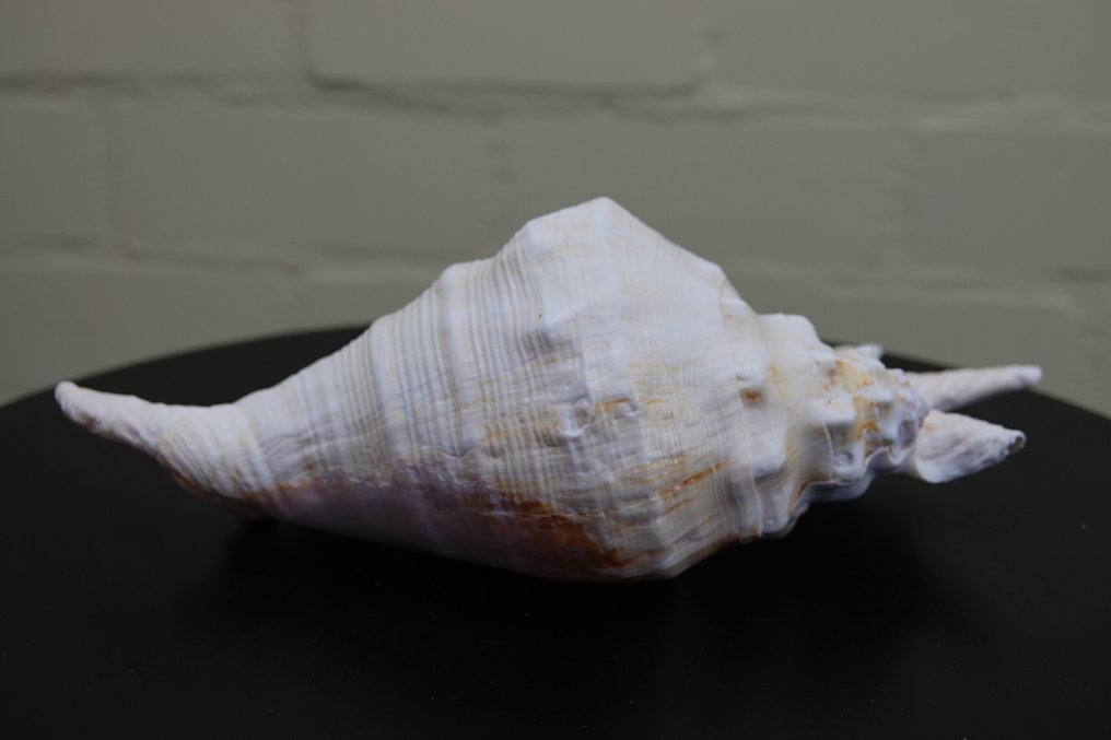 Chiragra Spider Conch 蛤 - Lambis chiragra  (没有保留价) #4.3