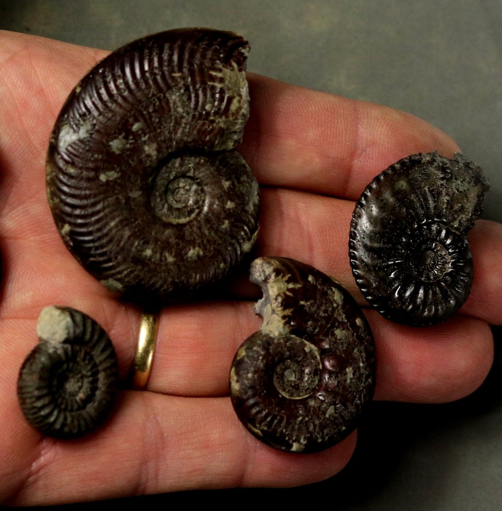 经典法国地点：Thorigné - 优质的菊石标本 - 動物化石  (沒有保留價) #1.0