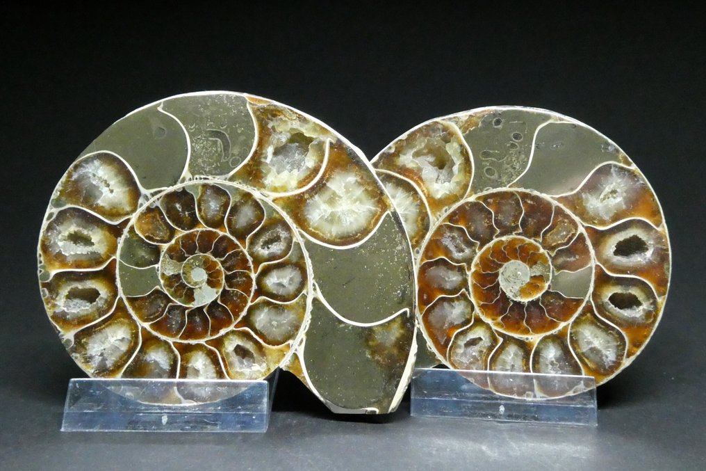 菊石亞綱 - 動物化石 - Desmoceras Latidorsatum - 8.5 cm  (沒有保留價) #3.2