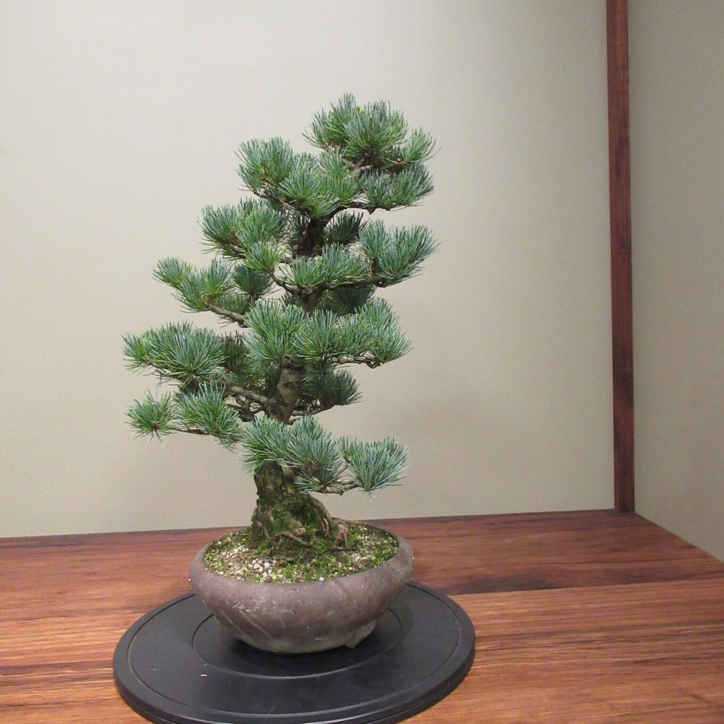 Pinus parvilfora - Height (Tree): 51 cm - Depth (Tree): 47 cm - Japan #3.2