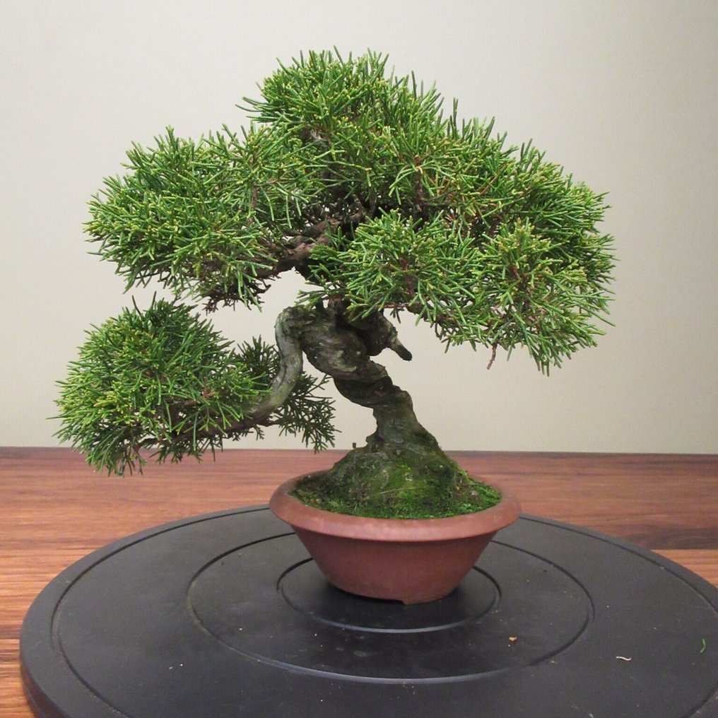 Juniperus sinensis - Height (Tree): 23 cm - Depth (Tree): 31 cm - Japan #2.1
