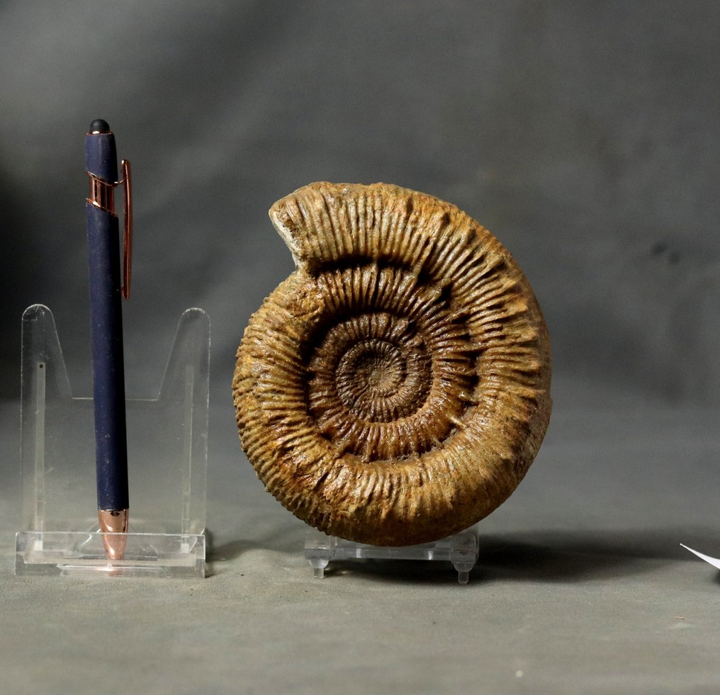 Πολύ σπάνιο - Λεπτή Αμμόνη - Απολιθωμένο ζώο - Porpoceras aff spinatum - 11.9 cm #1.0