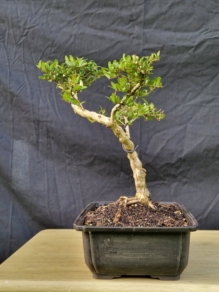 Bonsaï Lonicera Nitida - Ύψος (Δέντρο): 30 cm - Βάθος (Δέντρο): 30 cm - Γαλλία #4.3