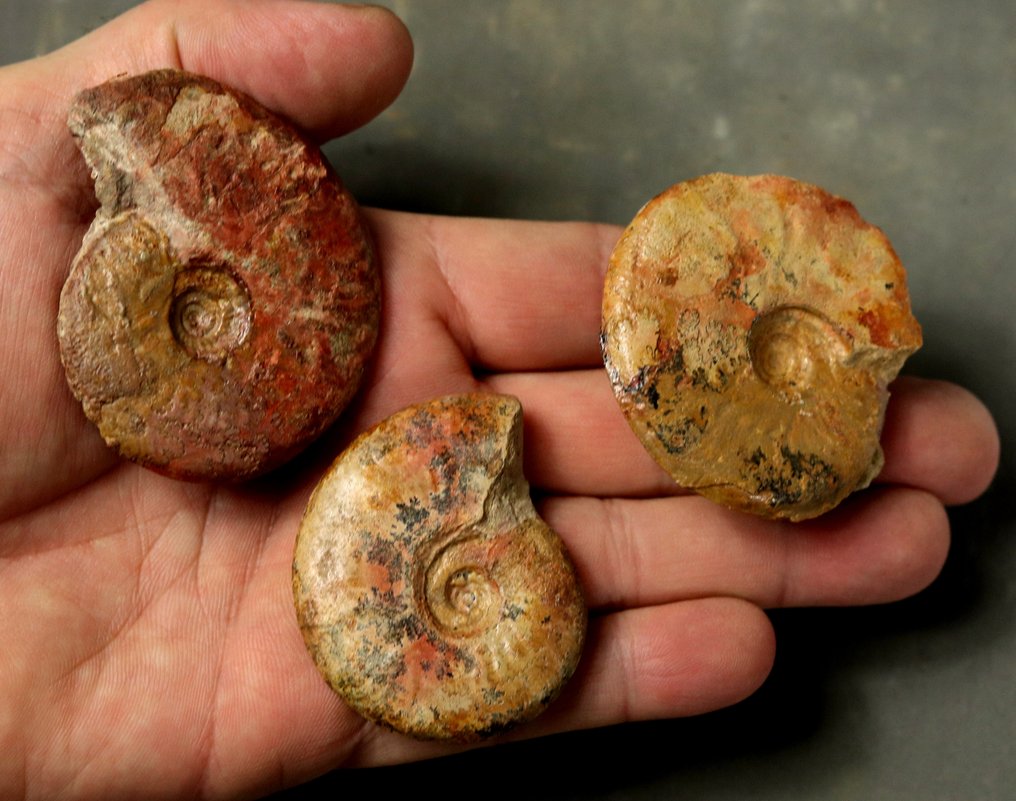 精美多彩的侏罗纪菊石 - 動物化石 - Pleydellia & Leioceras  (沒有保留價) #1.0