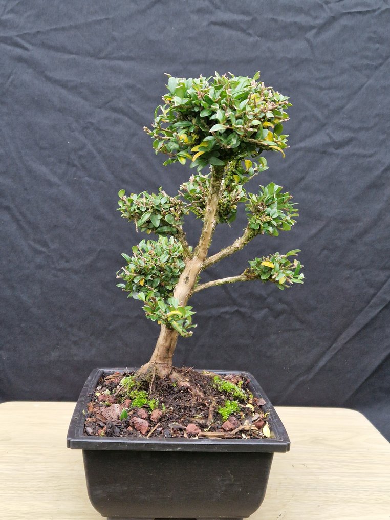 Bonsaï Lonicera Nitida - Ύψος (Δέντρο): 29 cm - Βάθος (Δέντρο): 30 cm - Γαλλία #1.0