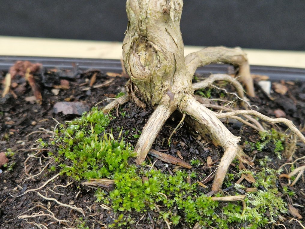 Bonsaï Lonicera Nitida - Ύψος (Δέντρο): 23 cm - Βάθος (Δέντρο): 30 cm - Γαλλία #2.1