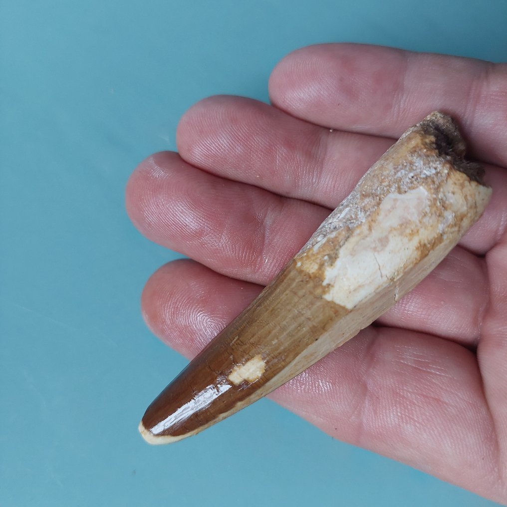 恐龙 - 牙齿化石 - Spinosaurus aegyptiacus - 82 mm - 22 mm #1.0