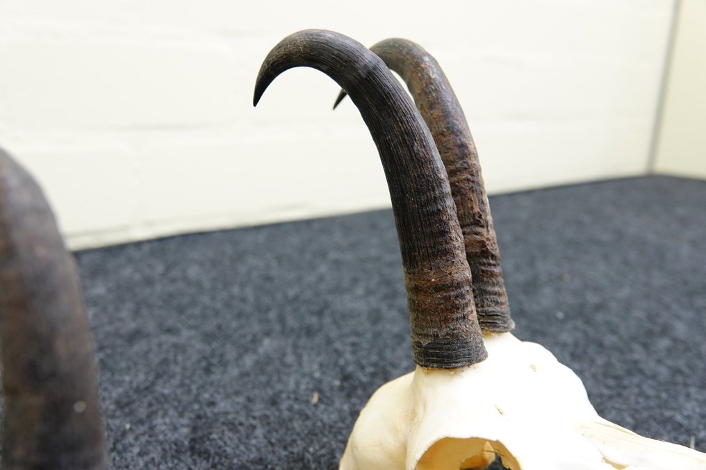 Χαμουάις - κρανίο με κέρατα Κρανίο - Rupicapra rupicapra - 0 cm - 0 cm - 0 cm- non-CITES species -  (2) #2.1