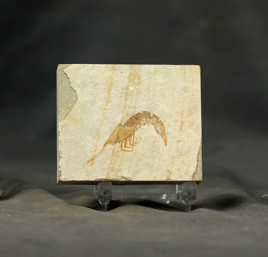 一只来自索尔霍芬石灰岩的精美保存的化石虾 - 動物化石 - Antrimpos speciosum - 7.7 cm - 6.5 cm #1.0