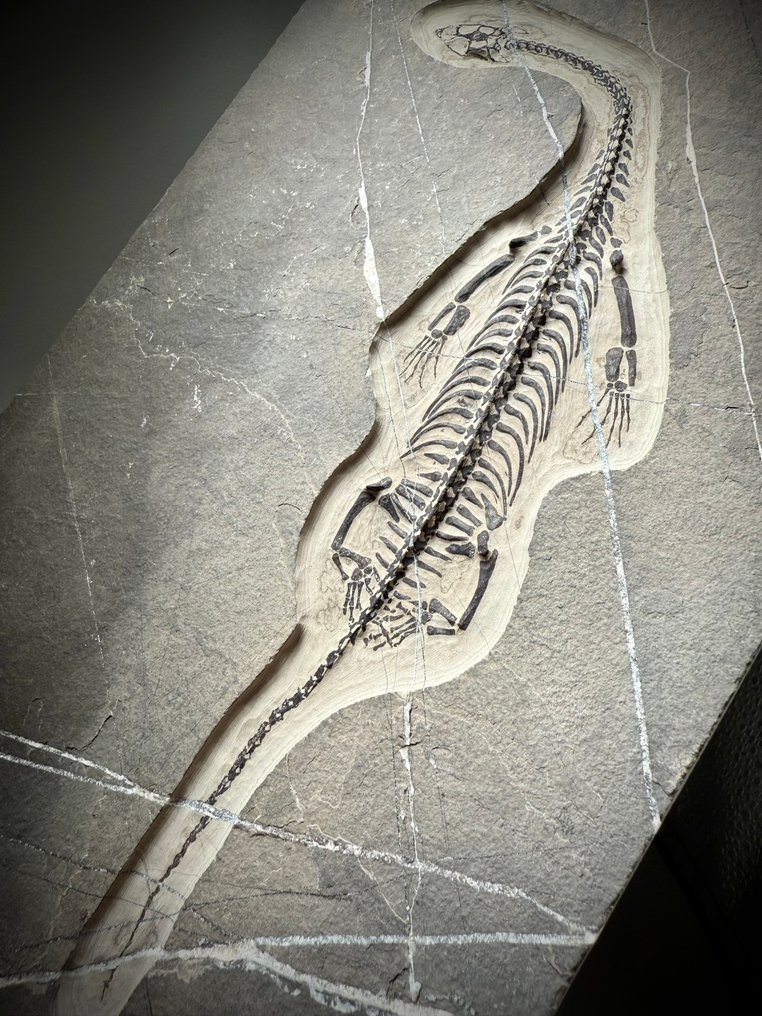 Εντυπωτικό ολοκληρωμένο υδρόβιο ερπετό - Πρόδρομος των δεινοσαύρων - 27 εκ. απτυγμένο - Απολιθωμένος σκελετός - Keichousaurus hui #2.1