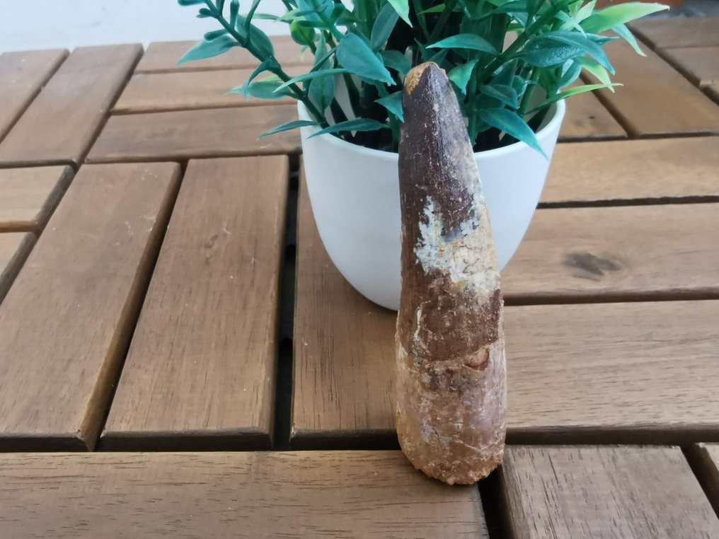 帆棘龙 - 牙齿化石 - 9.3 cm  (没有保留价) #1.0