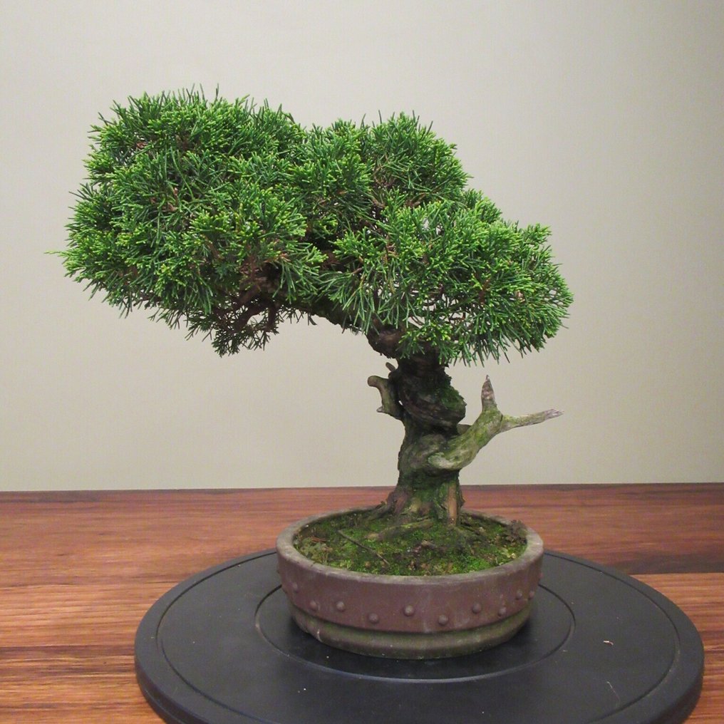 Juniperus sinensis - Height (Tree): 31 cm - Depth (Tree): 40 cm - Japan #2.1