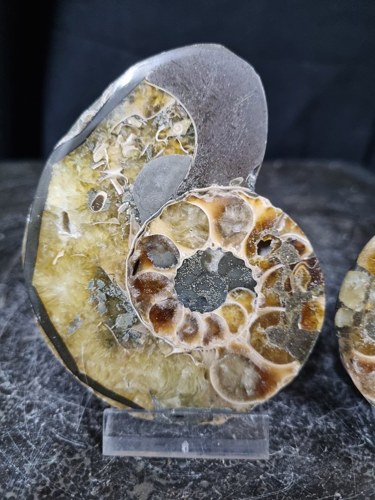 Όμορφοι μεγάλοι αμμονίτες. - Απολιθωμένο ζώο - Aioloceras (Cleoniceras) sp, Nautilus - 90 mm - 74 mm  (χωρίς τιμή ασφαλείας) #1.0