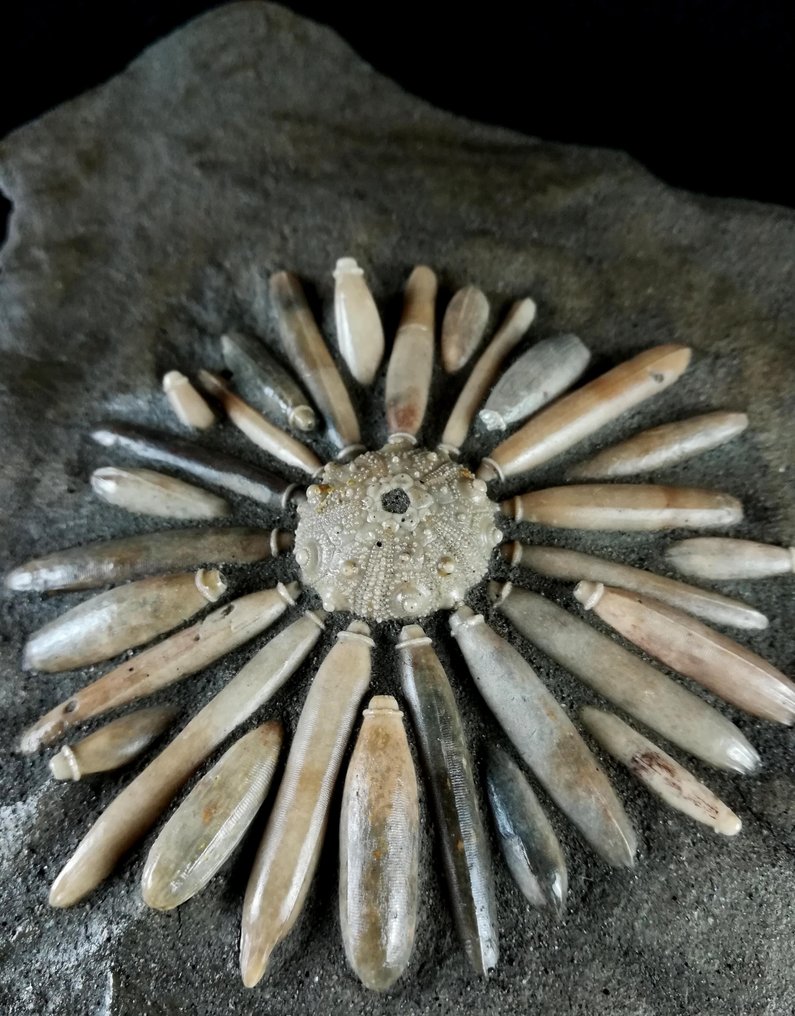 高品质化石海胆!——带有辐射管的甲壳 - 动物化石 - Asterocidaris bistriata (PERON & GAUTHIER, 1903) - 19 cm - 16 cm #4.3