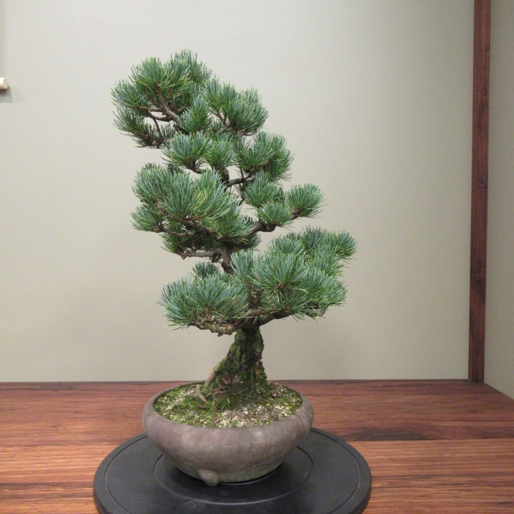 Pinus parvilfora - Height (Tree): 51 cm - Depth (Tree): 47 cm - Japan #1.0