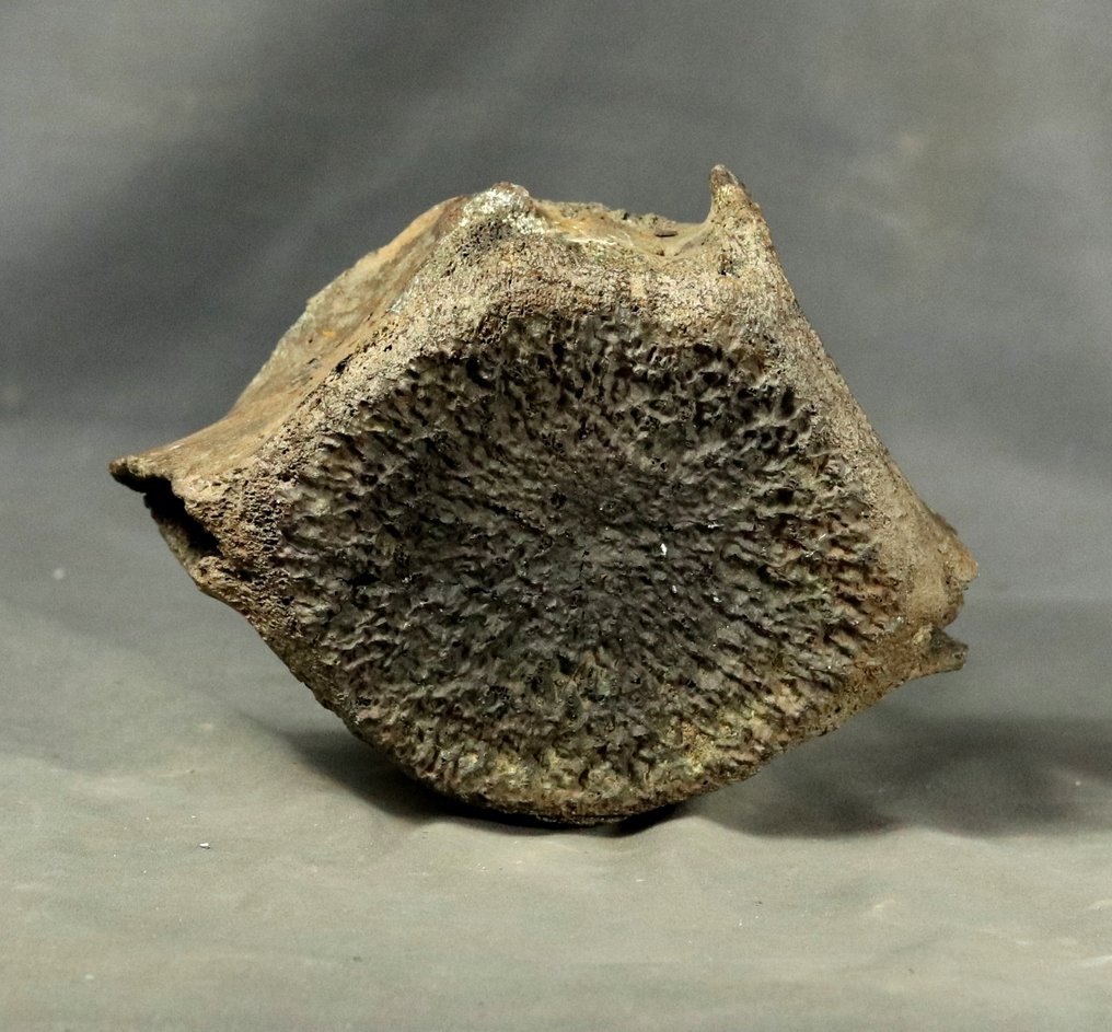 巨大鲸鱼脊椎骨 - 椎骨化石 - Antwerpibalaena - 19 cm - 13 cm  (沒有保留價) #1.0