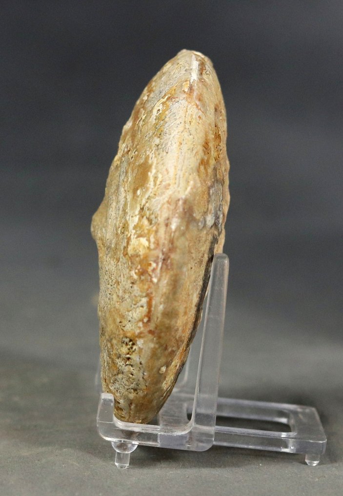 Ένα ωραίο αμμονίτη - Σπάνια εμφανιζόμενη είδος. - Απολιθωμένο ζώο - Strigoceras truellei - 9 cm  (χωρίς τιμή ασφαλείας) #2.1