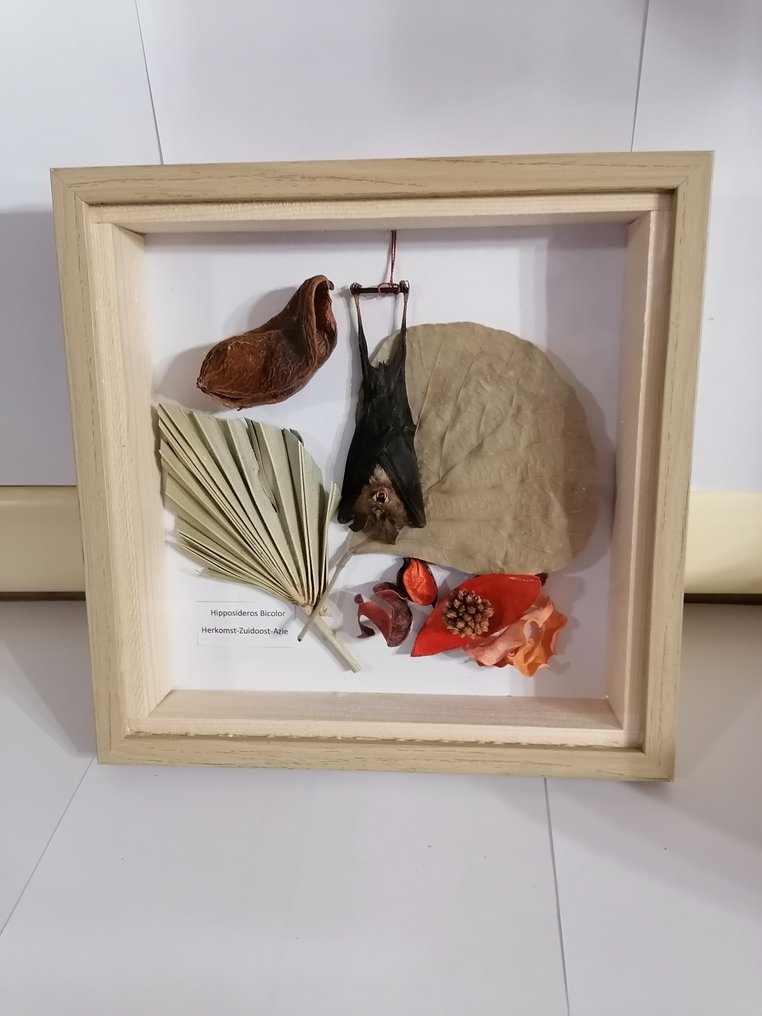 蝙蝠 动物标本剥制壁挂支架 - Hipposideros Bicolor - 20 cm - 20 cm - 3 cm #1.0