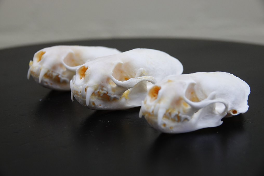 Mink Teschio - Neovison vison - 7 cm - 3.5 cm - 3.5 cm- non-CITES species - (3) #4.3
