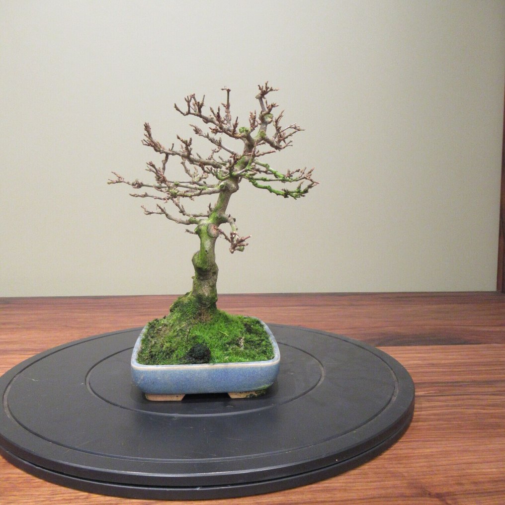 Acer buergerianum - Höjd (träd): 24 cm - Djup (träd): 26 cm - Japan #3.2