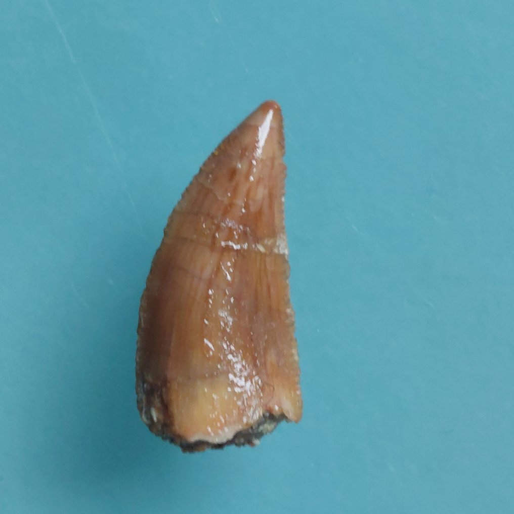 Δεινόσαυρος - Απολιθωμένο δόντι - Abelisaurus - 18 mm - 8 mm  (χωρίς τιμή ασφαλείας) #1.0