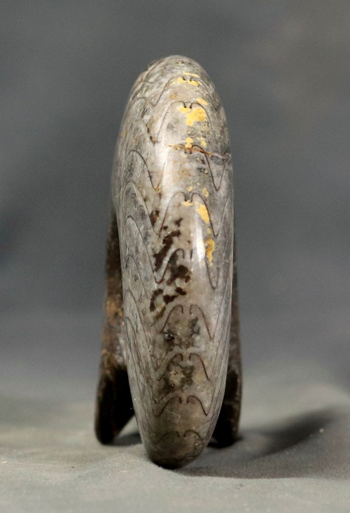 装饰性化石菊石 - 色彩丰富 - 自立 - 動物化石 - Manticoceras aff. sinuosum - 12.4 cm  (沒有保留價) #2.1