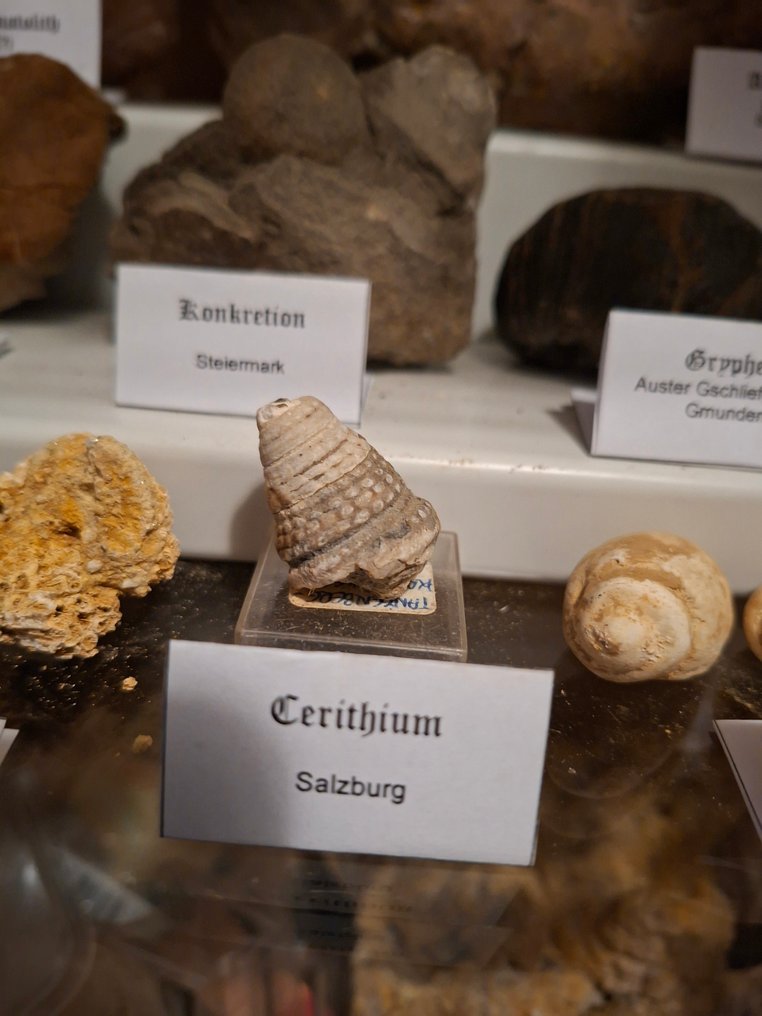 旧化石收藏，大约20件 - Fossil matrix - 180 mm  (沒有保留價) #4.3