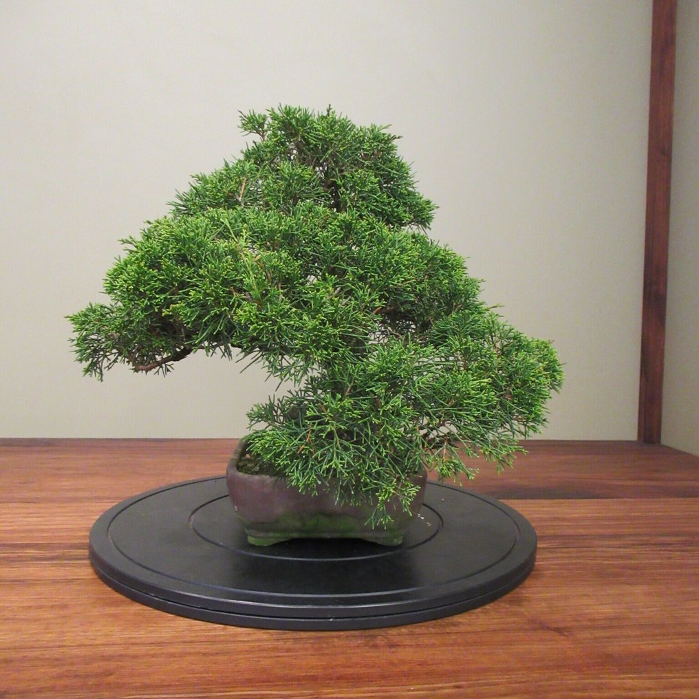 Juniperus sinensis - Height (Tree): 32 cm - Depth (Tree): 43 cm - Japan #3.2