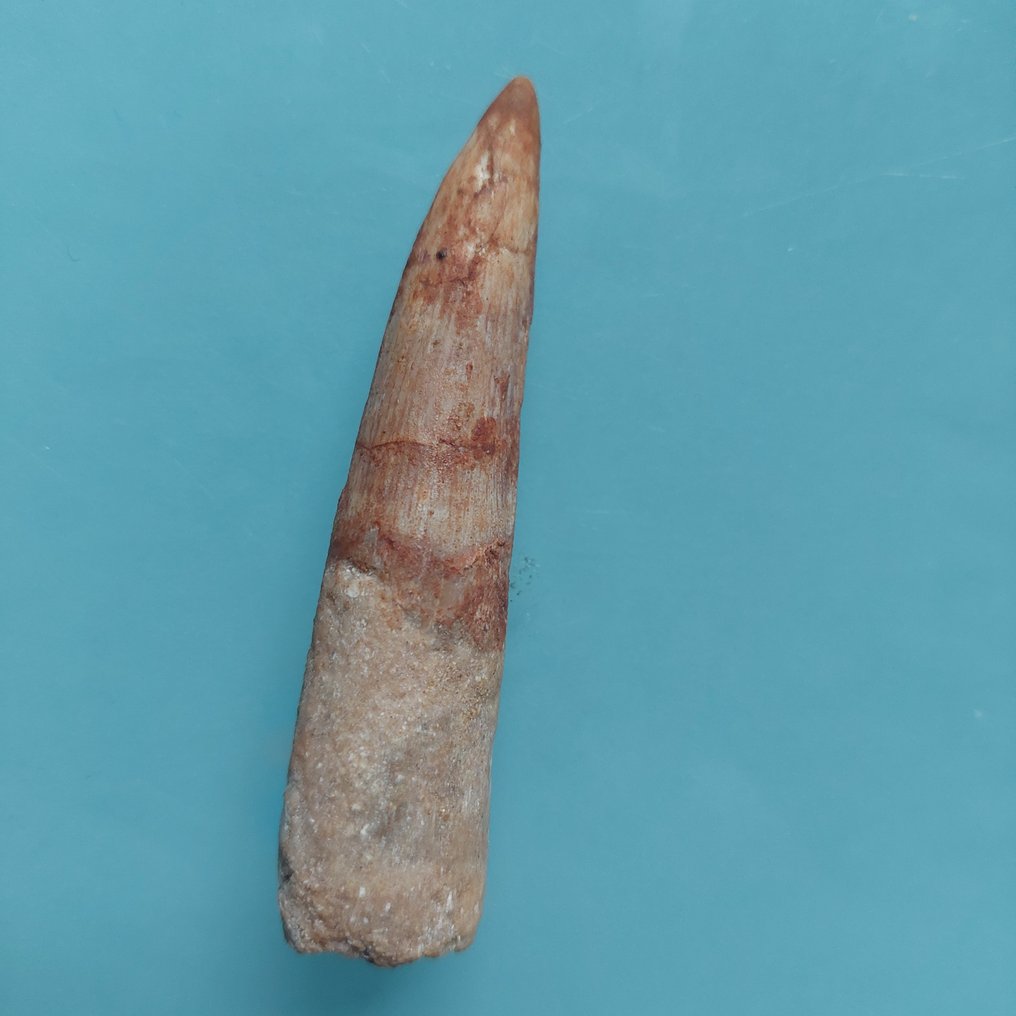 Δεινόσαυρος - Απολιθωμένο δόντι - Spinosaurus aegyptiacus - 78 mm - 18 mm #3.2