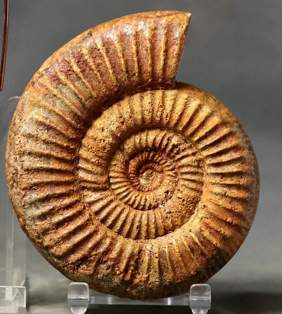 精美的菊石，两侧保存完好 - 動物化石 - Binatisphinctes ankazoabensis (Collignon ) - 11 cm  (沒有保留價) #1.0