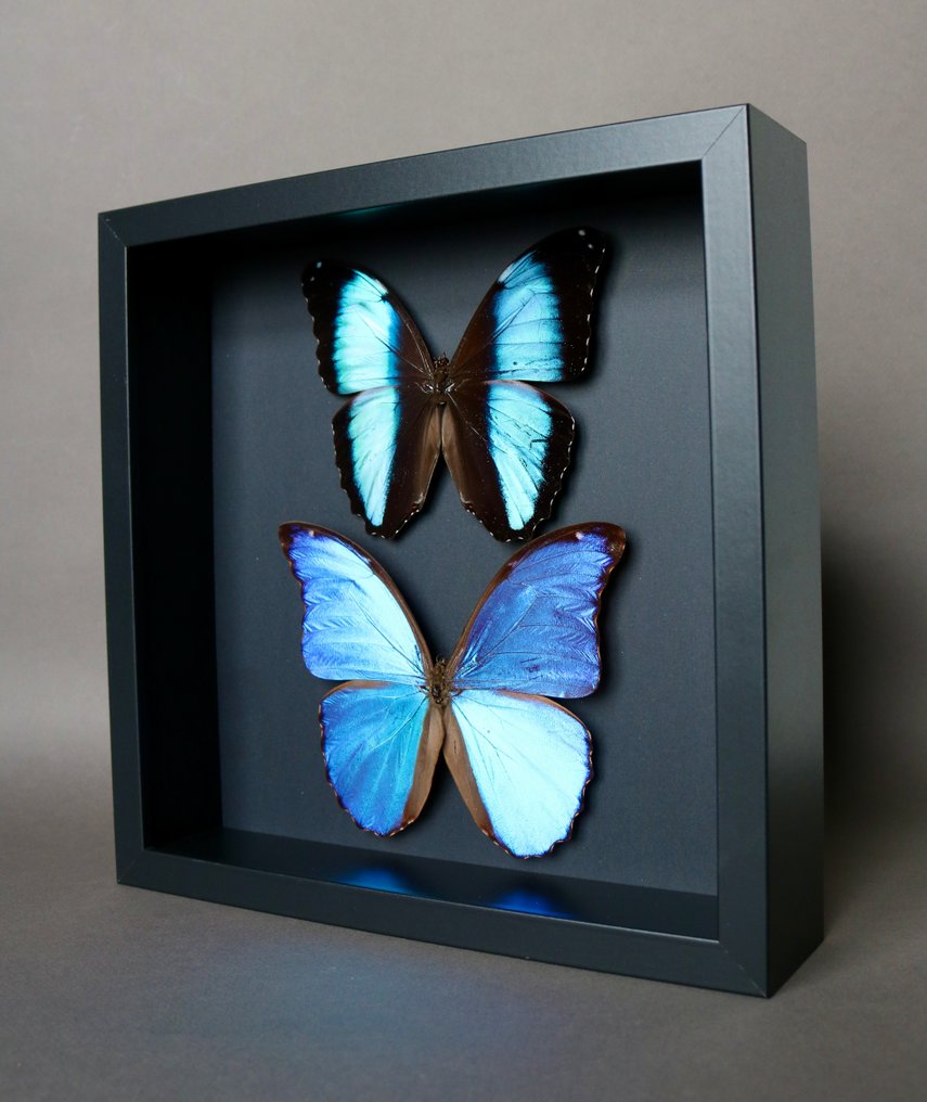 蝴蝶 动物标本剥制全身支架 - Morpho deidamia  x Morpho didius - 25 cm - 25 cm - 5 cm - 非《濒危物种公约》物种 - 1 #4.3