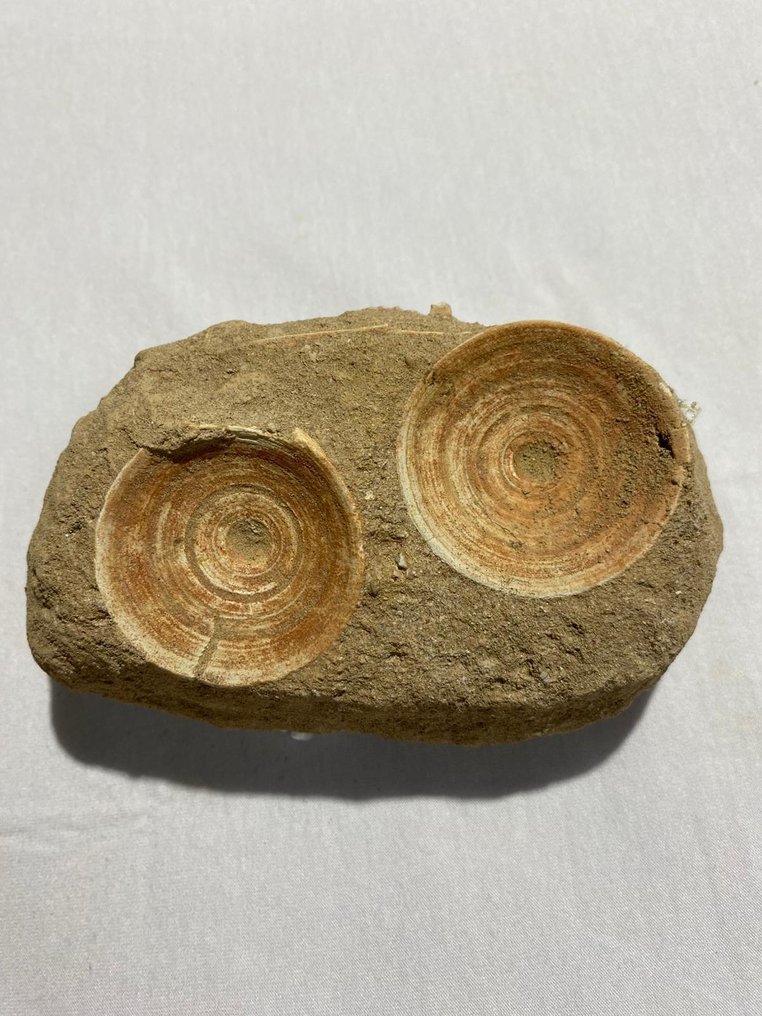 鲨鱼 - 脊椎骨化石 - Otodus obliquus - 11.5 cm - 8 cm  (没有保留价) #1.0