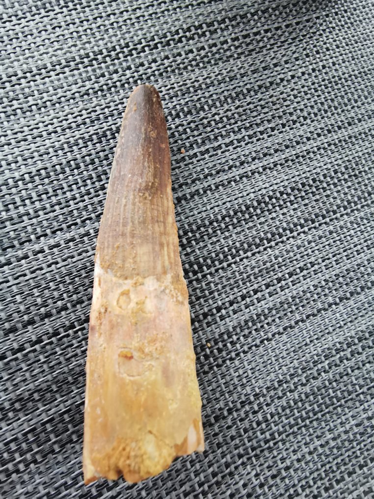 帆棘龙 - 牙齿化石 - 9.3 cm  (没有保留价) #2.1