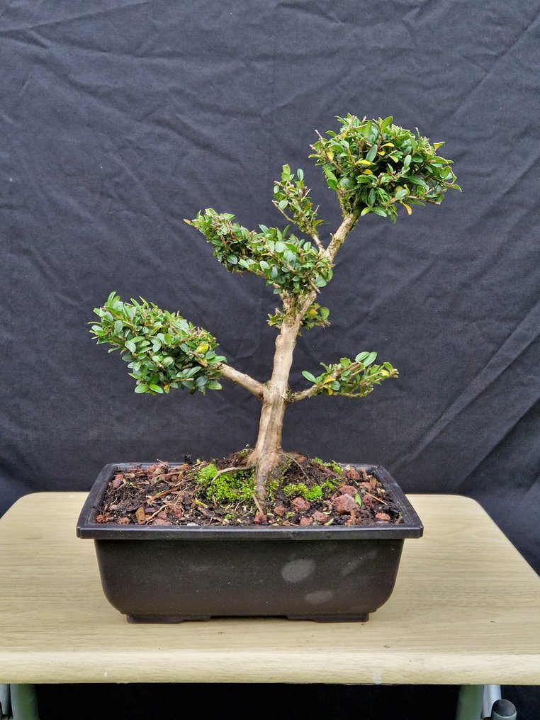 Bonsaï Lonicera Nitida - Ύψος (Δέντρο): 29 cm - Βάθος (Δέντρο): 30 cm - Γαλλία #1.0