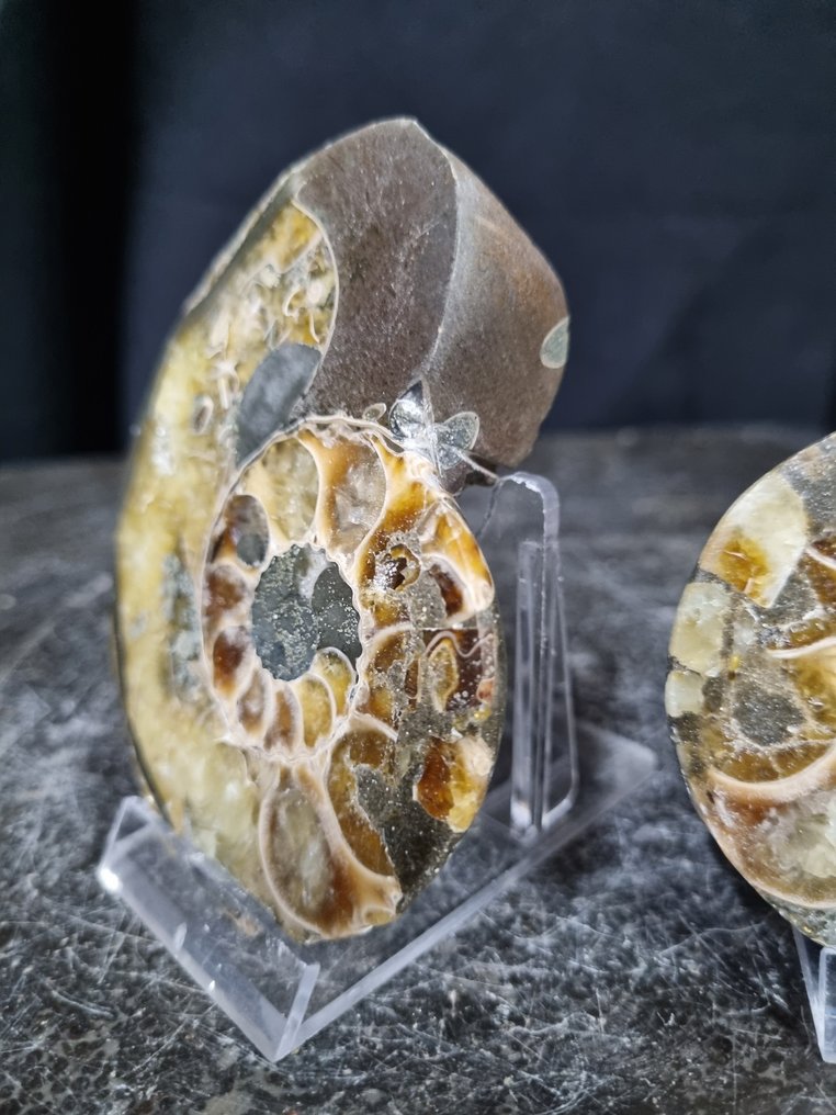 Όμορφοι μεγάλοι αμμονίτες. - Απολιθωμένο ζώο - Aioloceras (Cleoniceras) sp, Nautilus - 90 mm - 74 mm  (χωρίς τιμή ασφαλείας) #3.2